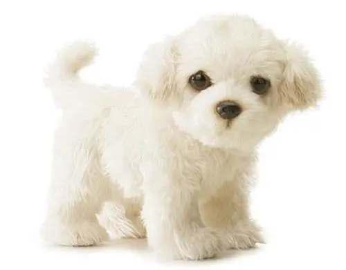 Puppy still needs a license